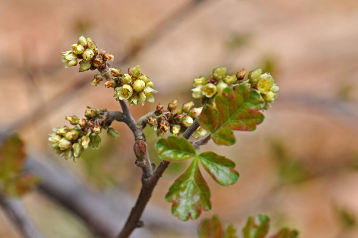 Skunkbush Sumac has many small inconspicuous flowers on the tips of short stiff branches. Plants bloom from March to May or later across its wide geographic range. Rhus trilobata var. trilobata 